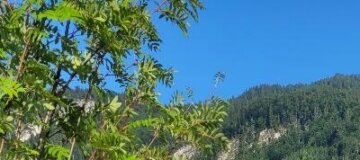 bipsommer25